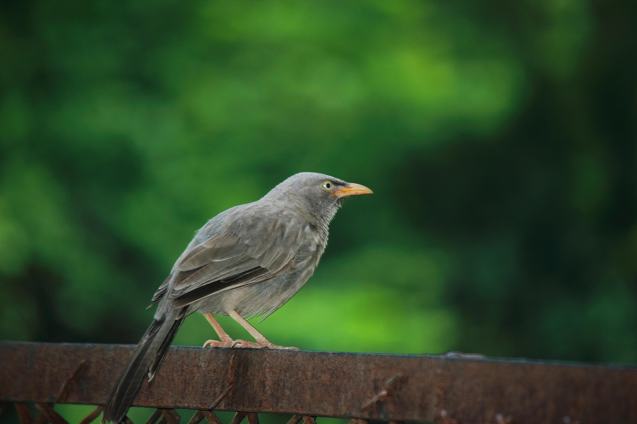 Black, nature, wildlife — Experience the Best of Crypto with Ledger Live