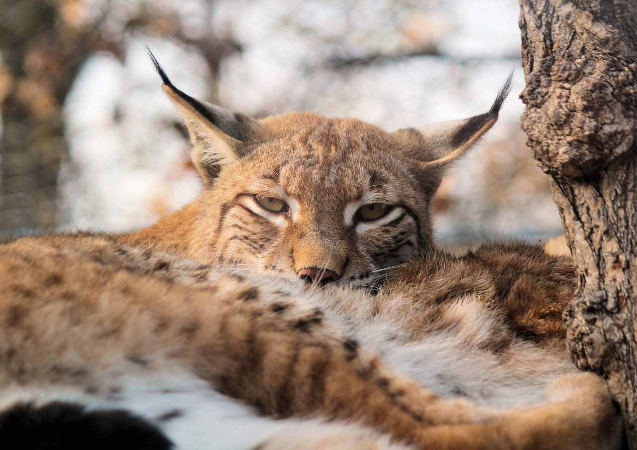 Feature, nature, the eurasian lynx — Experience the Convenience of the Ledger Live App