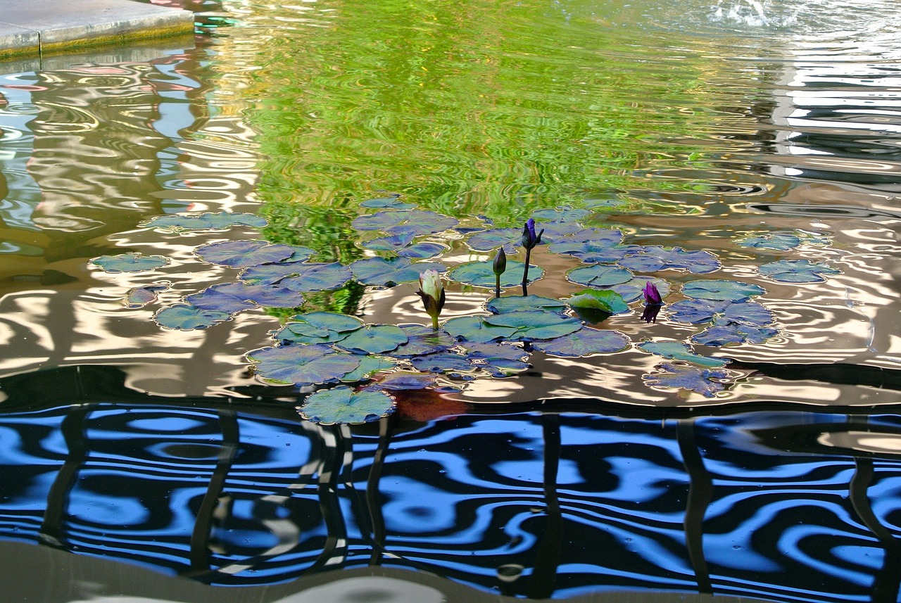 Water, pond, nature — Experience the Future of Crypto Management with Ledger Live